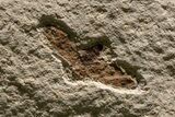 Impressive Fossil Palm and Fish Mural - Ready To Hang #382737-8